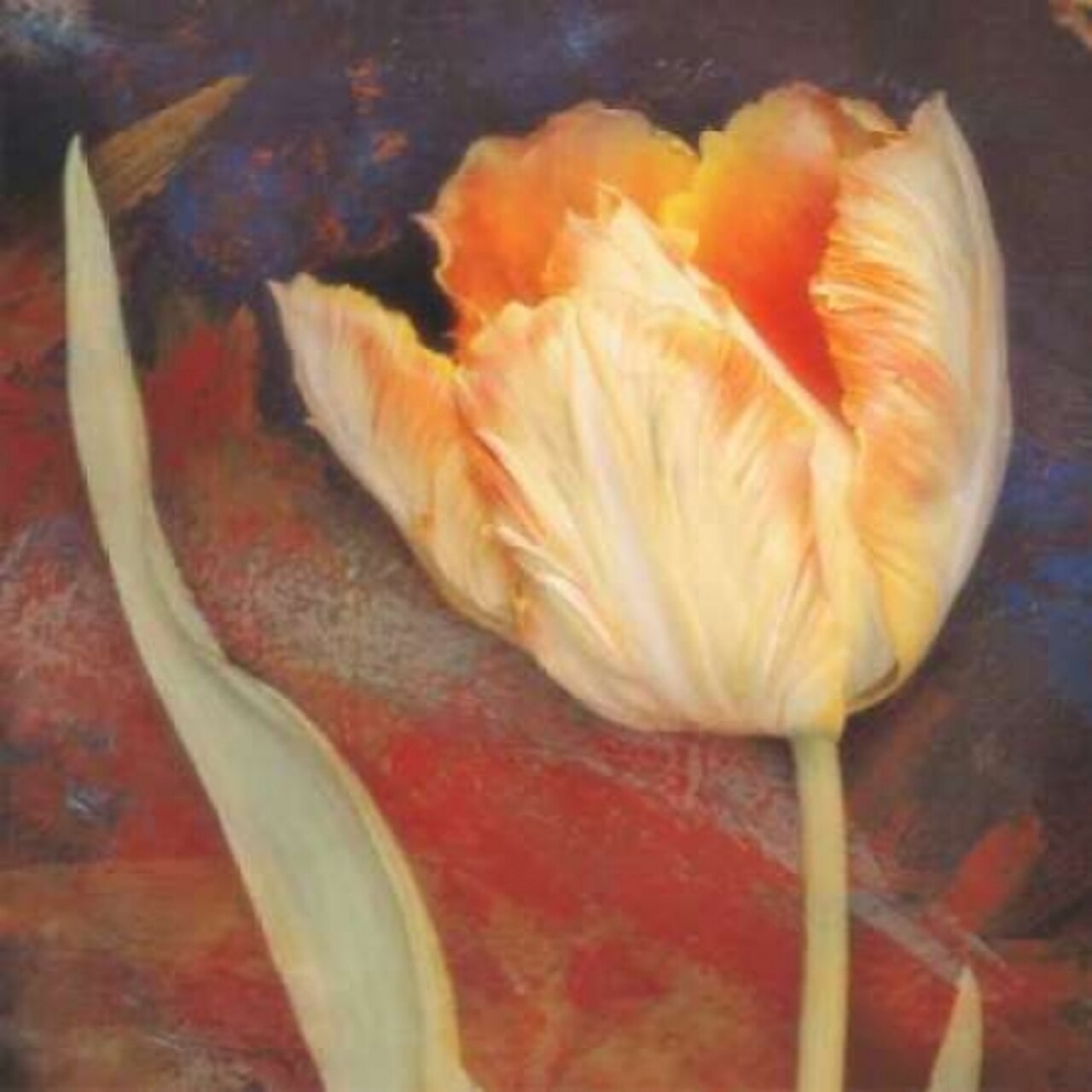 Dusk Tulip II Poster Print by Amy Melious - Item # VARPDXMEL324